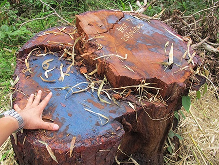 Yok Đôn, hổ thẹn với rừng! - 1 Yok Đôn, hổ thẹn với rừng! - 1