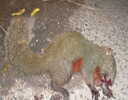 Hà Nội: Náo loạn đường phố vì một... chú sóc  - 2