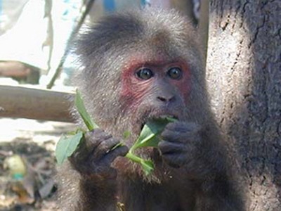 Bắt được một cá thể khỉ mặt đỏ đi lạc vào nhà dân - 1 Bắt được một cá thể khỉ mặt đỏ đi lạc vào nhà dân - 1