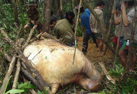 Voi 70 tuổi của một đoàn xiếc bị chết  - 1