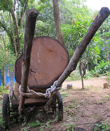 Yok Đôn, hổ thẹn với rừng! - 5 Yok Đôn, hổ thẹn với rừng! - 5