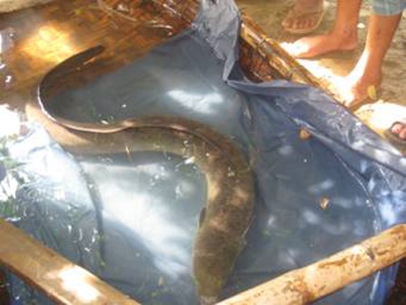 Bắt được con chạch sú nặng 10kg - 1 Bắt được con chạch sú nặng 10kg - 1