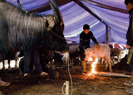 Những đốm lửa hồng trên vùng cao Sa Pa ngày rét đậm - 9
