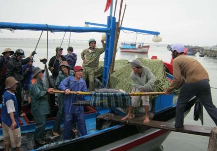 Đầu xuân, ngư dân trúng lớn cá ngừ đại dương - 1 Đầu xuân, ngư dân trúng lớn cá ngừ đại dương - 1