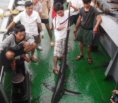 Chuyện cá mập ở biển Đông - 1 Chuyện cá mập ở biển Đông - 1