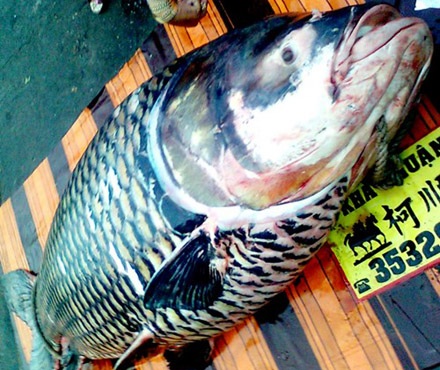 Con cá hô “khủng” có giá hơn 200 triệu đồng - 1