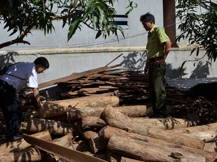 Gỗ đổi màu bị thu giữ tại Hạt Kiểm lâm Krông Năng - Đắk Lắk