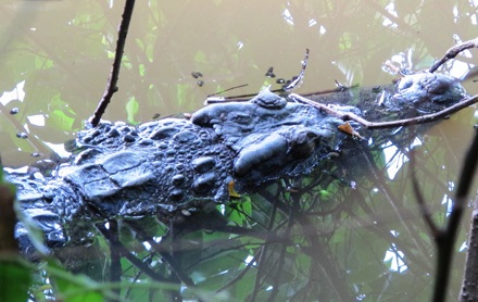 Cá sấu nổi trong ao cá Trường tiểu học KimĐồng, lúc 17 giờ ngày 14/10