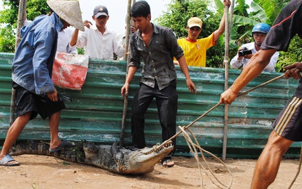 Thợ săn vào cuộc, thêm nhiều cá sấu sổng chuồng bị tóm - 5 Một con cá sấu bị khuất phục