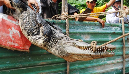Thợ săn vào cuộc, thêm nhiều cá sấu sổng chuồng bị tóm - 6 Một con cá sấu bị khuất phục