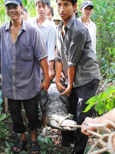 Thợ săn vào cuộc, thêm nhiều cá sấu sổng chuồng bị tóm - 1 56 con cá sấu sổng chuồng bị bắt lại
