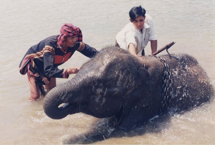 Tắt rồi, một huyền thoại về voi! - 4 Ama Kông tắm cho voi