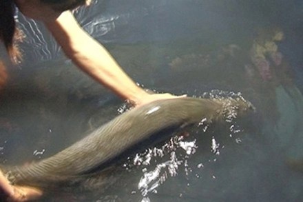 Cá hải tượng được ông Lý Hem quây nuôi tại nhà chờ bán lại.