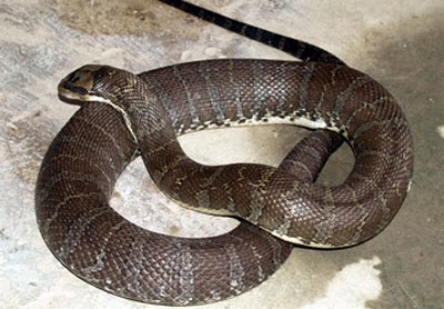 Rắn vào nhà phố cắn người