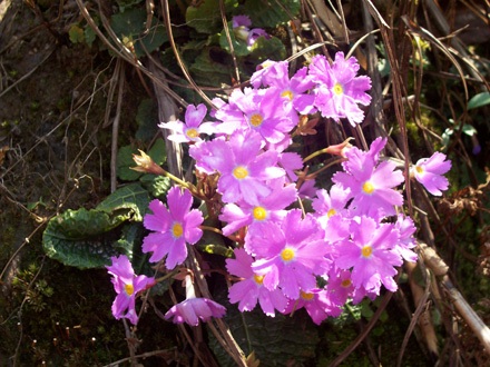 Hoa báo xuân nở rực rỡ trên đường lên đỉnh Phan Si Păng