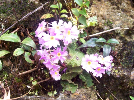 Hoa báo xuân nở rực rỡ trên đường lên đỉnh Phan Si Păng