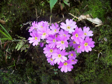 Hoa báo xuân nở rực rỡ trên đường lên đỉnh Phan Si Păng