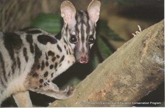 Một cá thể Cầy vằn (Ảnh: Vietnamnet)