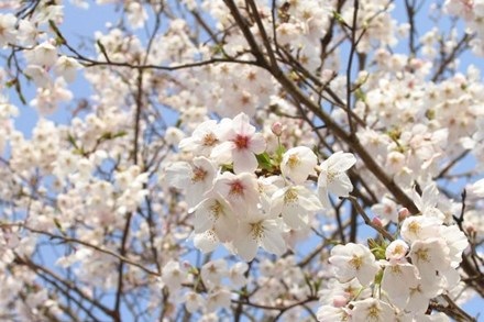 Hoa Anh Đào Nhật Bản khoe sắc trên Vịnh Hạ Long