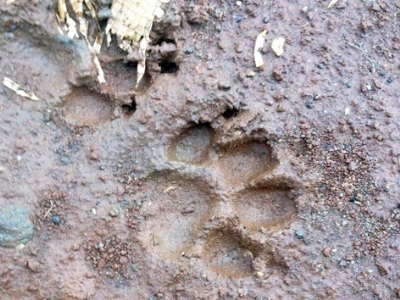 Dấu chân thú lạ ở khu dân cư. Ảnh: Kim Anh.