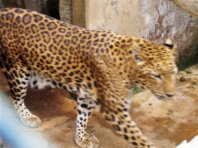 Báo hoa mai ở Lâm Đồng.