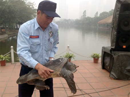 Hà Nội: Bắt được ba ba nặng gần 40kg, khoảng 50 tuổi - 3 Căn cứ vào chiều dài và cân nặng, ông Đức ước con ba ba Nam Bộ này được khoảng 50 tuổi