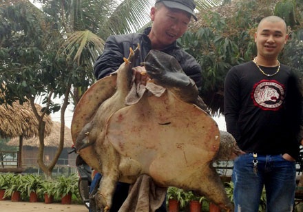 Ba ba Nam Bộ rất khỏe, nhanh nhẹn