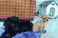 Hà Nội: Dịch vụ trông giữ chó, mèo “đắt khách” dịp nghỉ lễ