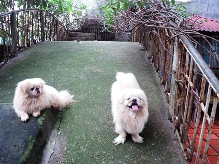 Các thú cưng thỏa thích chơi với khuôn viên vui chơi rộng rãi. (Ảnh: Thanh Tâm/Vietnam+)