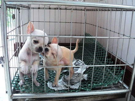 Niềm hạnh phúc của những thú cưng tại khách sạn chó, mèo (Ảnh: Thanh Tâm/Vietnam+)