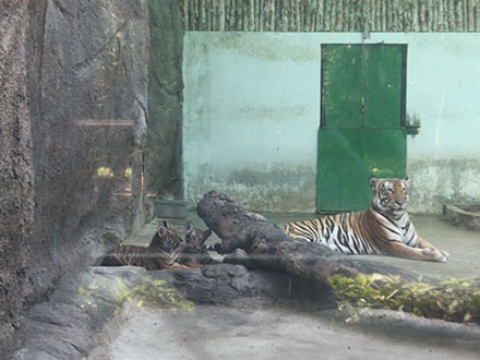 Hổ mẹ tên Mi và các con