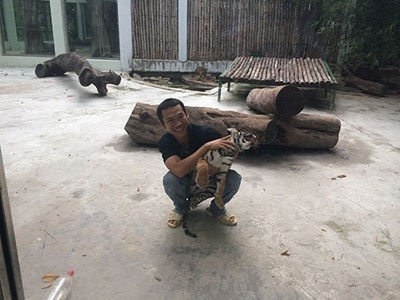 Với các nhân viên ở Thảo Cầm Viên, nuôi hổ cũng khổ như nuôi trẻ nhỏ