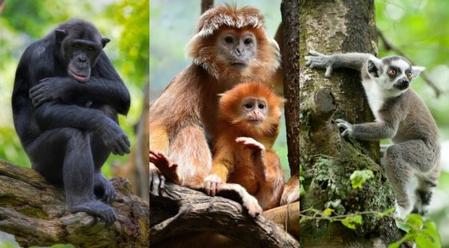Những điều thú vị về loài khỉ có thể bạn chưa biết - 1 Từ trái qua: tinh tinh, khỉ Java và vượn cáo. (Ảnh: MNN)