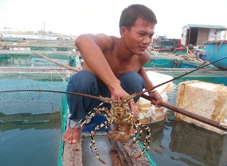 Tôm hùm rớt giá thê thảm, người nuôi điêu đứng vì lỗ - 2 Tôm hùm đã đến kỳ thu hoạch nhưng người nuôi tôm ở đảo Lý Sơn vẫn méo mặt vì giá rớt thê thảm