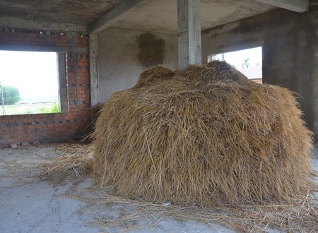 
Cây rơm trong dãy phòng hiệu bộ của Trung tâm Dạy nghề kiểu mẫu.
