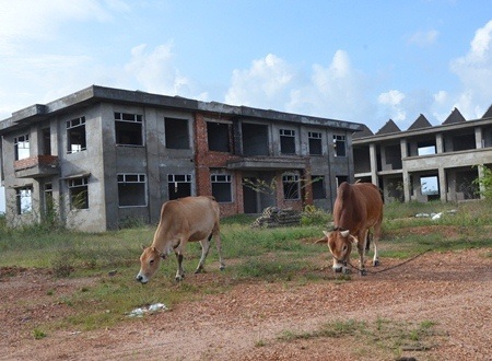Sân trường là nơi lý tưởng cho bò rong chơi và gặm cỏ.