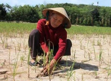 Dân Lý Sơn khóc ròng trên những ruộng tỏi thất thu - 2 Người trồng tỏi khóc ròng trên ruộng tỏi đến lúc thu hoạch.