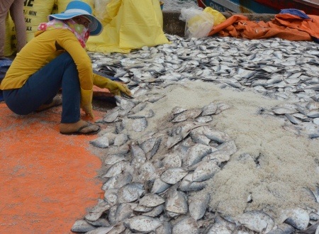 Sau thời gian dài biển động, ngư dân Lý Sơn trúng đậm sản vật của đại dương.