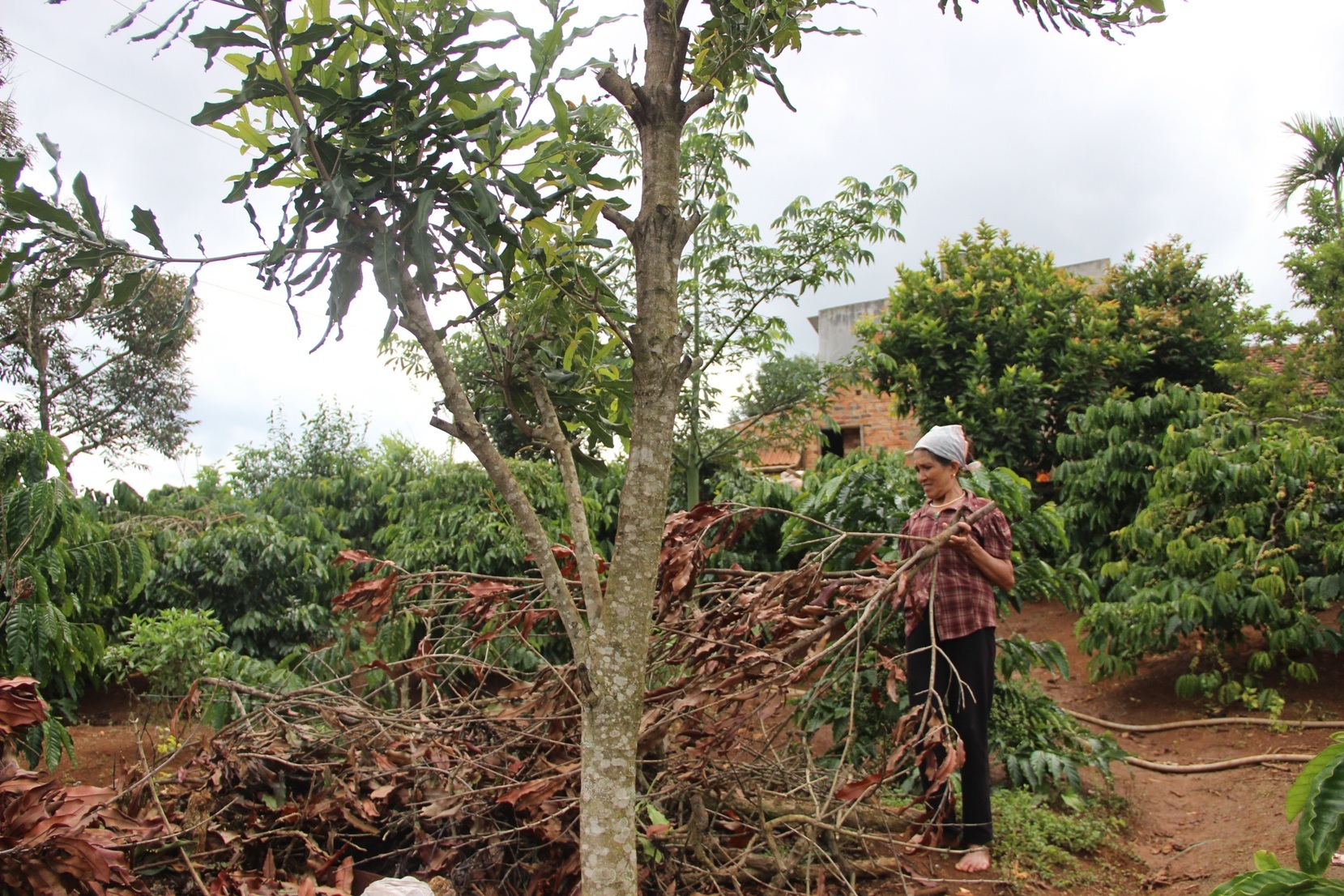 Cây mắc ca trong vườn nhà bà Nam không ra trái nên gia đình cưa bớt cành để làm củi