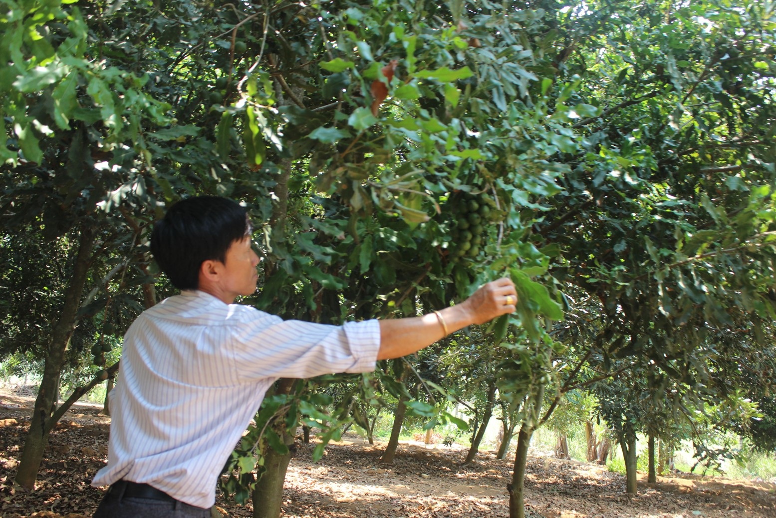 Mắc ca của người dân ở xã Liên Hà tươi tốt lá xum xuê nhưng cho rất ít trái