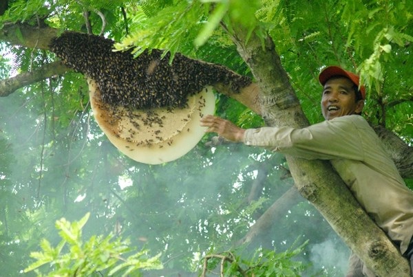 Bỏ ra 400.000 đồng mua 1 lít nước… đường! - 1 Mật ong thiên nhiên có giá bán rất cao