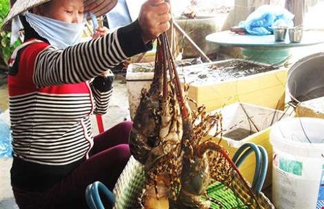 Thương lái Trung Quốc giở trò "ma" với tôm hùm - 1 Tôm hùm được mùa nhưng bị ép giá bởi thương lái TQ giở trò. Ảnh: T.LỘC