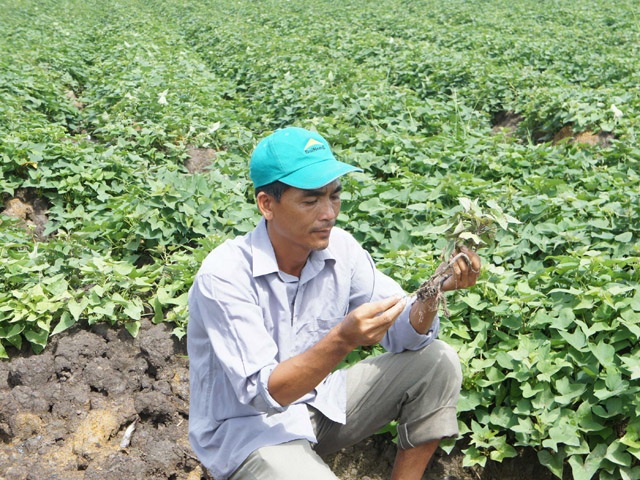 Thu 8 tỷ tiền lãi từ... khoai lang - 1 - 1
