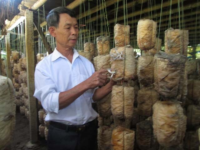 Trồng nấm, lãi 300 triệu đồng mỗi năm - 1
Ông Phạm Văn Mỹ kiểm tra sự sinh trưởng của nấm trồng. Ảnh:T.H