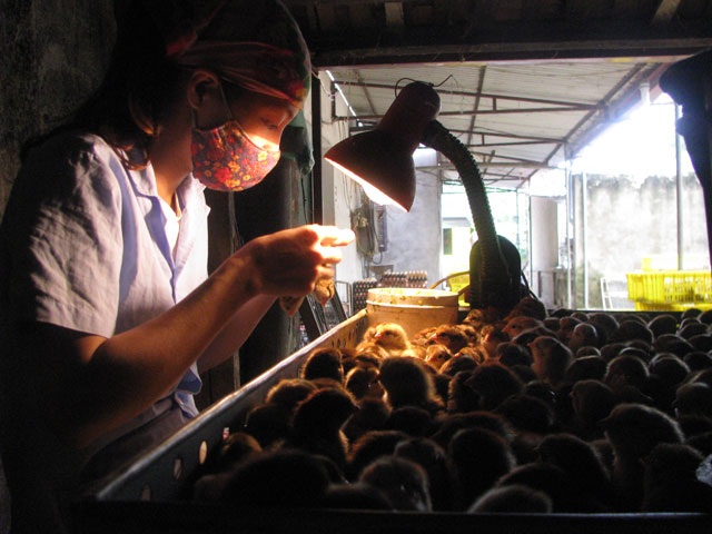 Phân loại giới tính gà là công việc được trả lương rất cao.