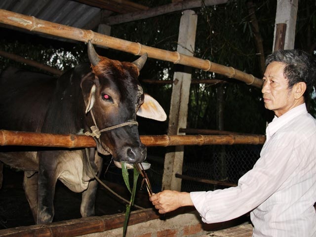 Biến đất hoang thành trang trại doanh thu tiền tỷ - 1
Trang trại chăn nuôi của ông Quang cho doanh thu hơn 1,5 tỷ đồng mỗi năm. Ảnh: D.T