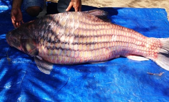 Bắt được cá trà sóc khổng lồ trên dòng Mê Kông - 1
Cá trà sóc trọng lượng 60kg được thương lái bán tại TP HCM.