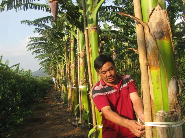 Cam Lâm Nhân rộng mô hình trồng chuối mốc cấy mô  Báo Khánh Hòa điện tử