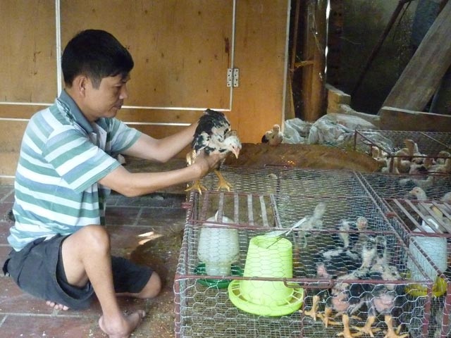 
Anh Kế kiểm tra sức khỏe lứa gà con. Ảnh: Văn Chiến
