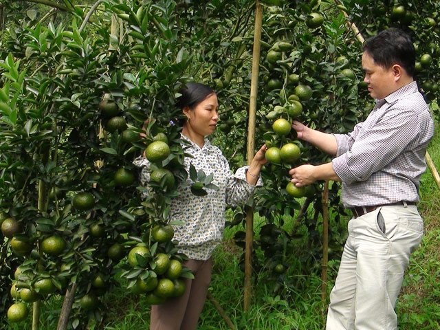 
Các vườn cam sành ở xã Khánh Hòa (Lục Yên, Yên Bái) sai trĩu quả. KĐ
